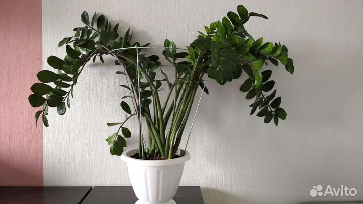 Замиокулькас