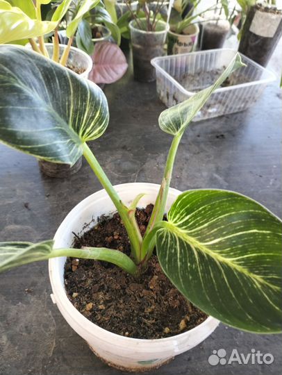 Цветы комнатные