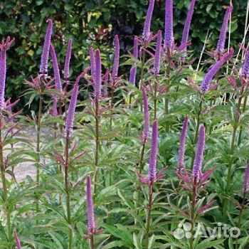 Вероникаструм