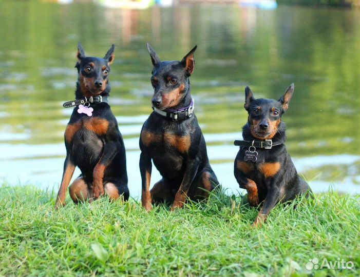 Цвергпинчер