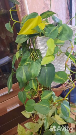 Сциндапсусы