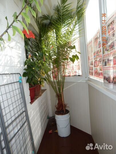 Финиковая пальма