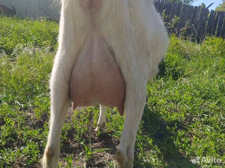 Породистые дойные козы, козлята 2 суток