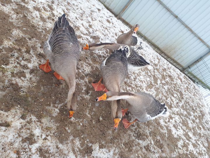 Гусь холмогорский