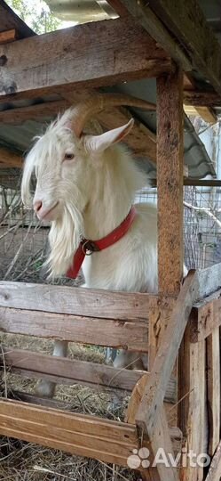 Вязка козёл заааненский