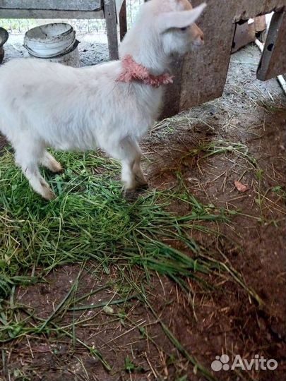 Домашние животные