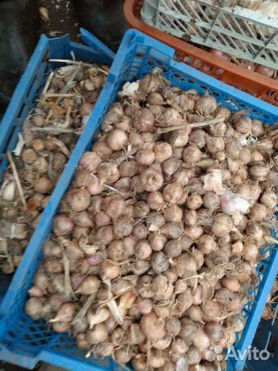 Чеснок однозубка любаша