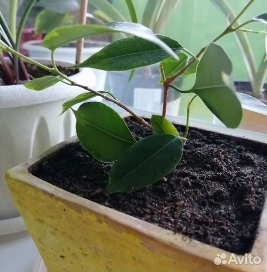 Фикус бенджамина пестролистный
