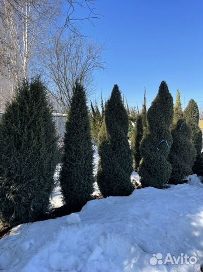 Можжевельник