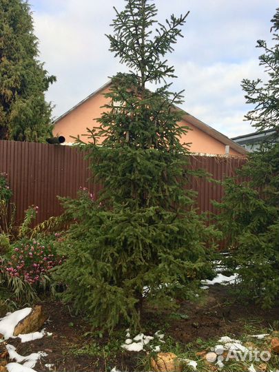 Ель живая- 3,6 м