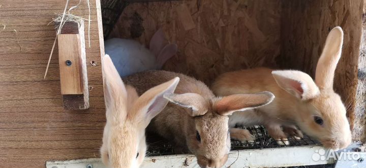 Кролики мясных пород