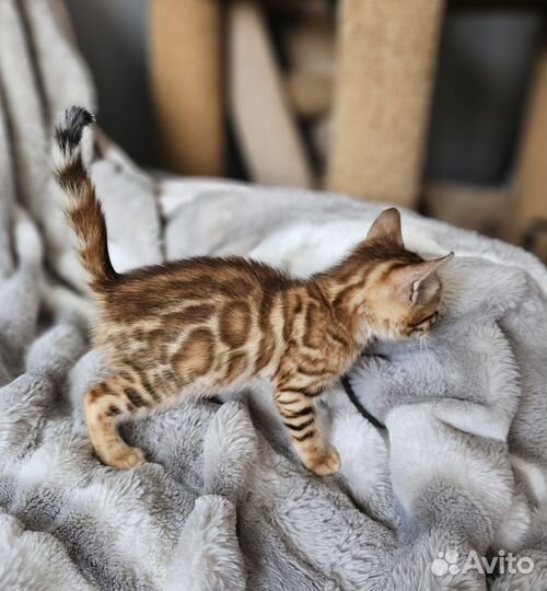 Бенгальская девочка