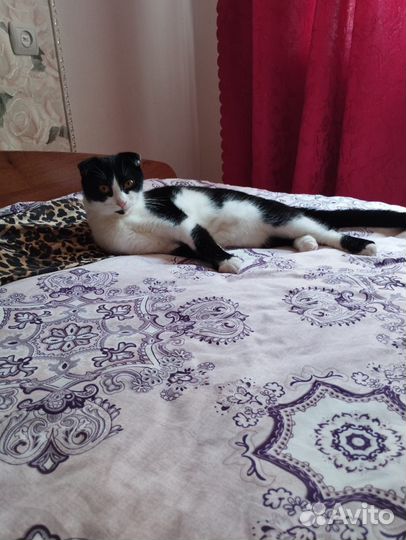 Вислоухая кошечка