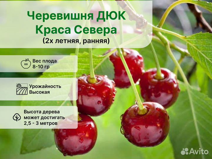 Черевишня дюк Краса Севера 2х летняя