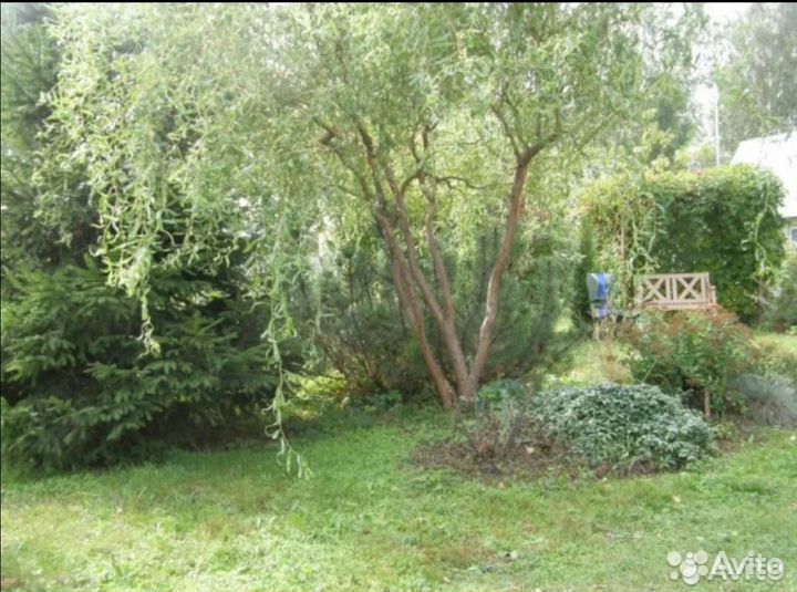 Ивы Нана, плакучая Шатер, Матсудана