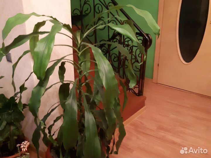 Драцена душистая