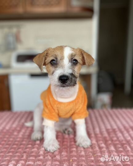 Щенок джек рассел (девочка)