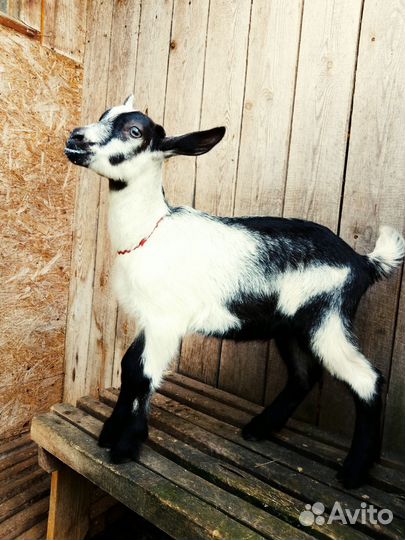 Альпийский козлик