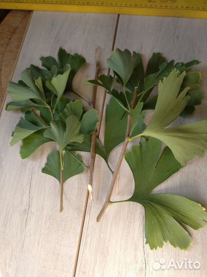 Гинкго билоба черенки для укоренения