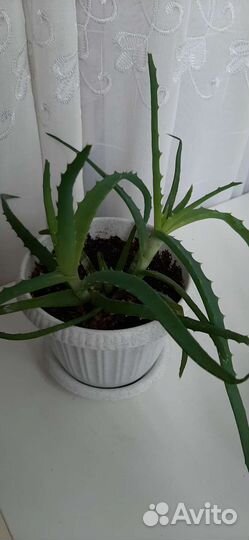 Алоэ лечебный