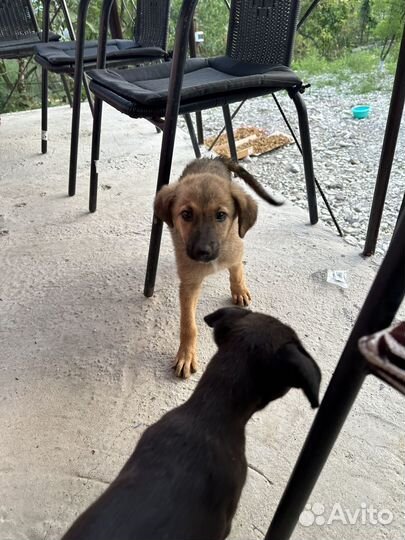 Собака в добрые руки