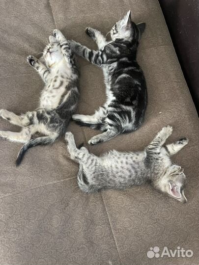Кошка в дар