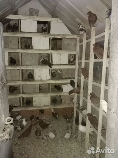 Продажа бакинских голубь