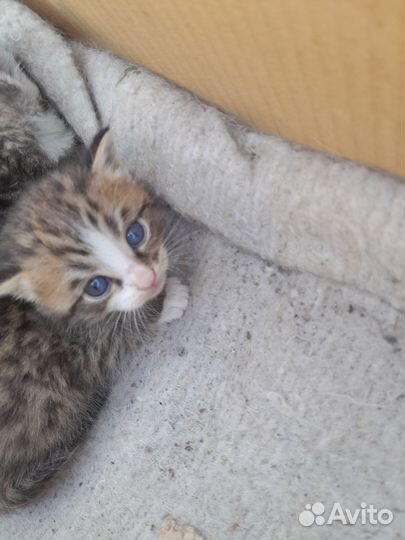 Отдам в добрые руки ктят