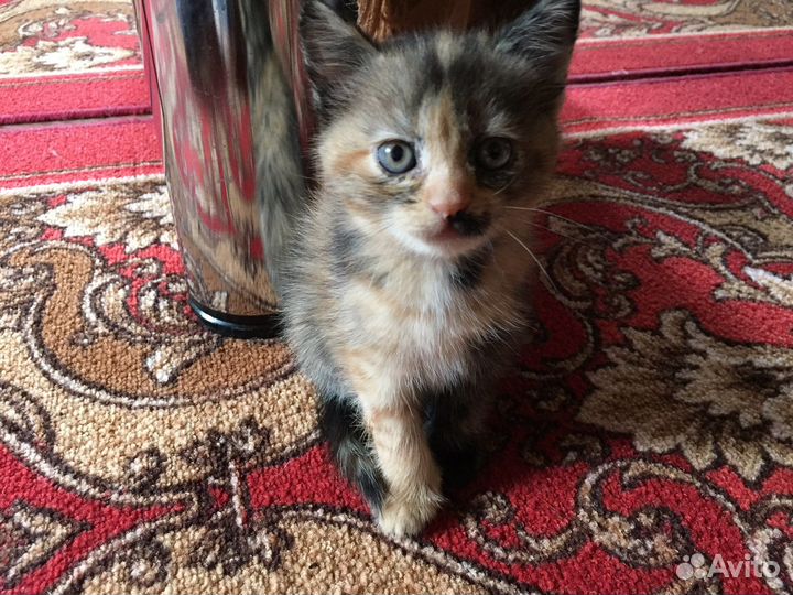 Котята