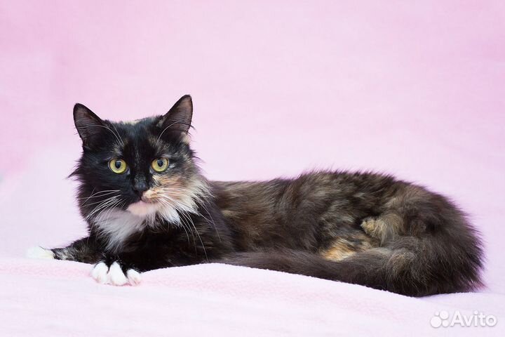 Ласковая кошечка Кутаиси ищет дом