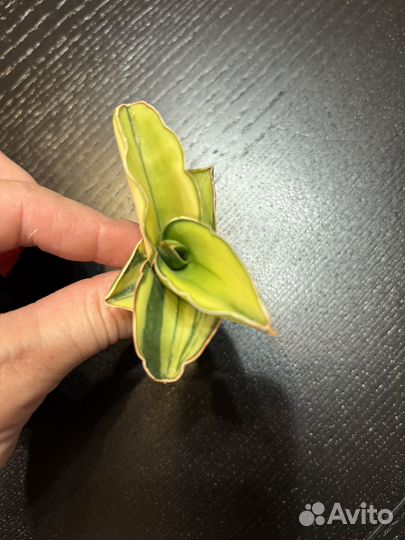 Сансевиерия Samurai var Тай