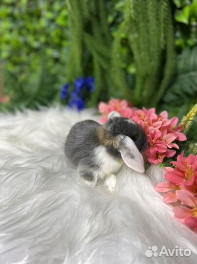 Минилоп Ваш у нас ждет