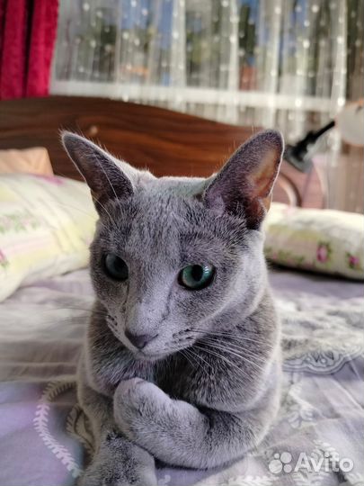 Русская голубая кошка ищет кота для вязки