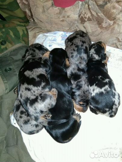 Такса вязка