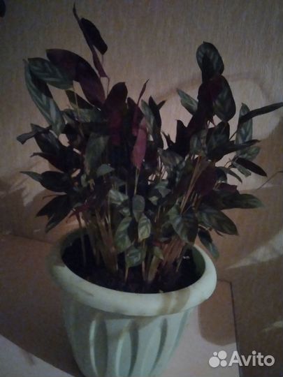 Ктенанта мелколистная