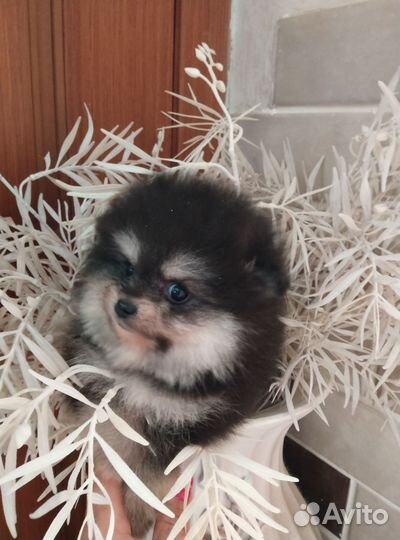 Щенки шпица