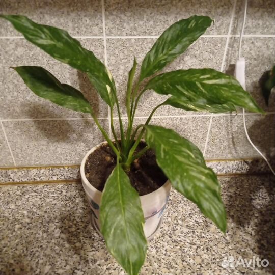 Спатифиллум Джемини