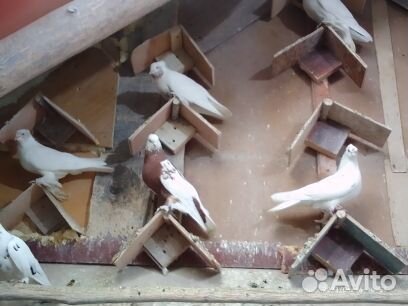 Продажа голубей