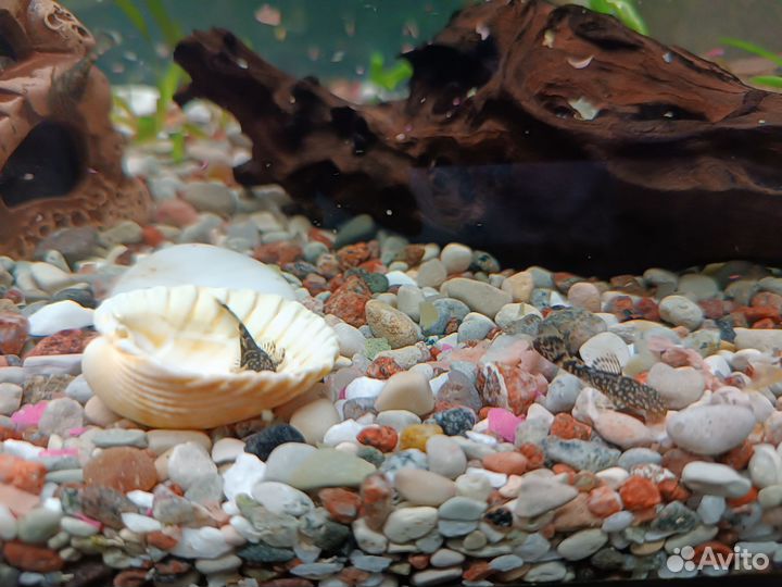 Аквариумные рыбки