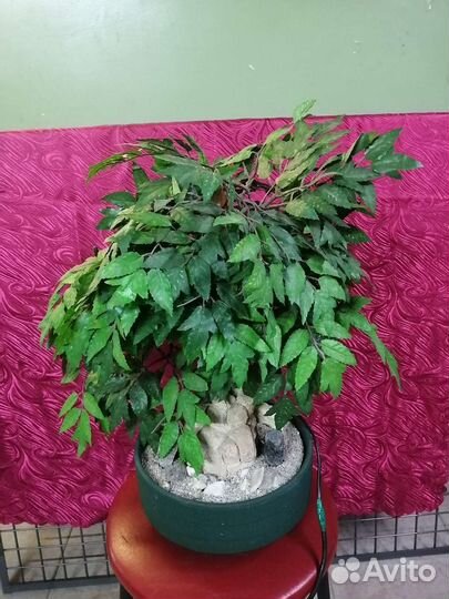 Домашний фонтанчик