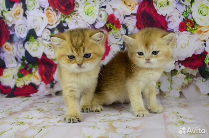 Британские котята Голубое золото Кошечка Дина