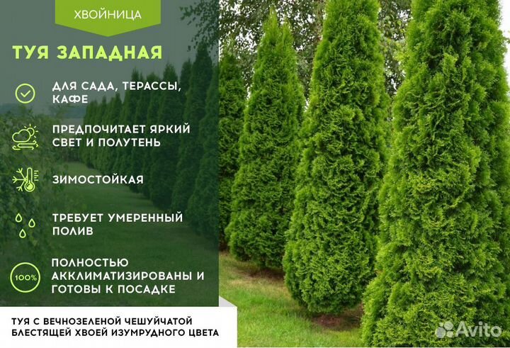 Туи Ростовка большая 5 м