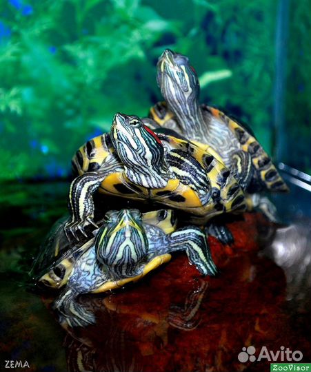 Черепаха красноухая