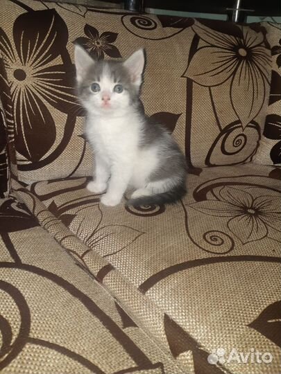 Котята мальчики