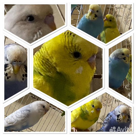 Волнистый попугай, какарик, зебровые амадины