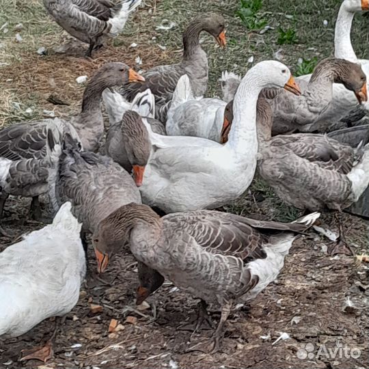 Гуси 11мес