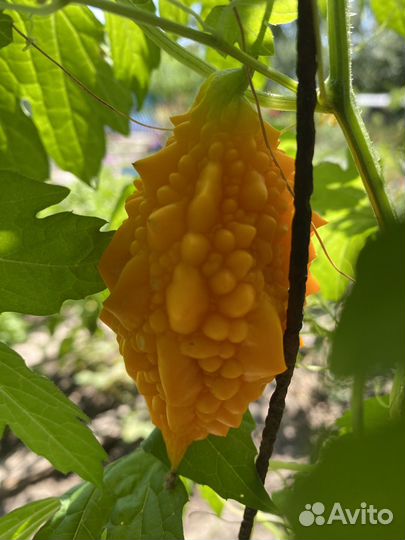 Момордика семена