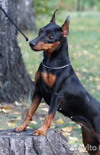 Щенок Пинчер