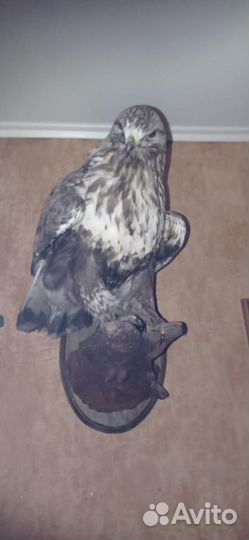 Хищная птица(макет)