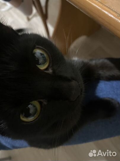 Кошечка в добрые руки